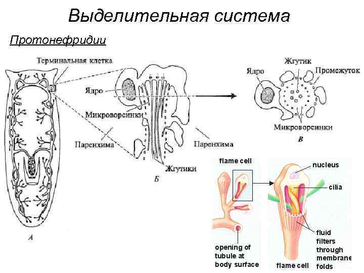 Выделительная система Протонефридии 