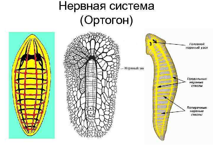 Нервная система (Ортогон) 