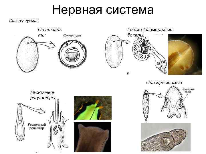 Нервная система Органы чувств Статоцис ты Глазки (пигментные бокалы) Сенсорные ямки Ресничные рецепторы 