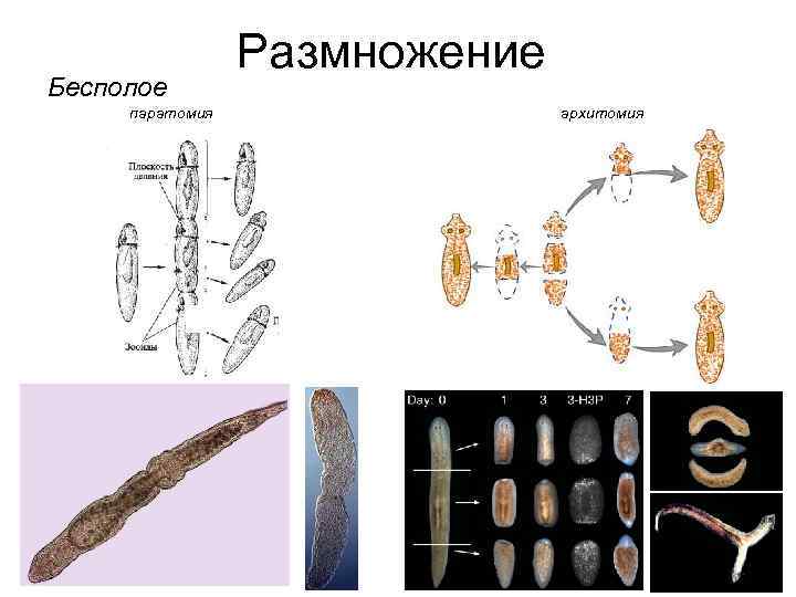 Бесполое паратомия Размножение архитомия 