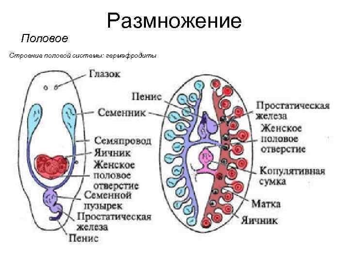 Люди гермафродиты фото половых органов