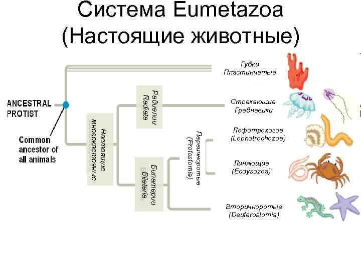 Система Eumetazoa (Настоящие животные) Губки Пластинчатые Первичноротые (Protostomia) Билатерии Bilateria Настоящие многоклеточные Радиалии Radiata