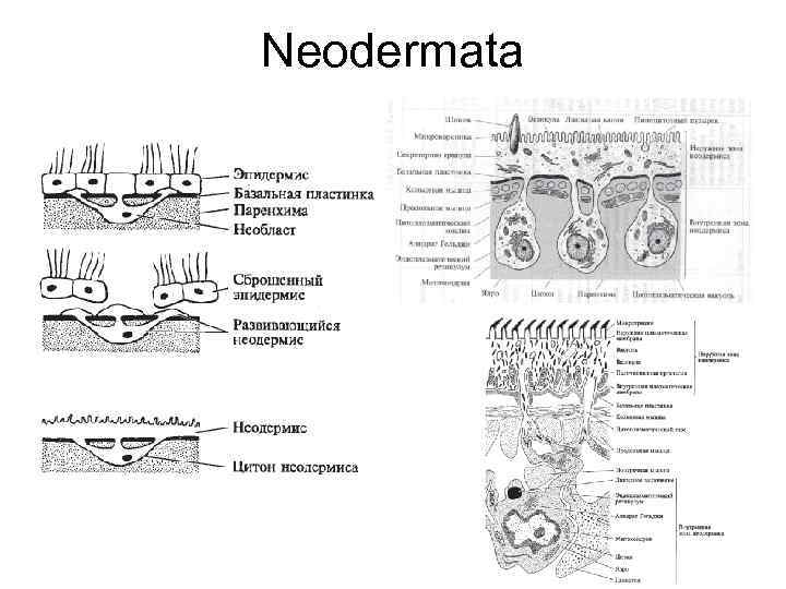 Neodermata 