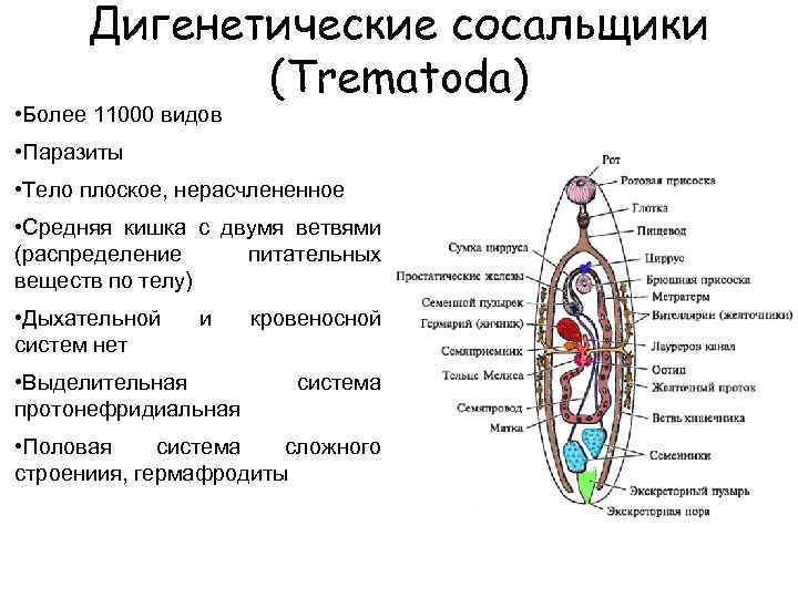 Дигенетические сосальщики (Trematoda) • Более 11000 видов • Паразиты • Тело плоское, нерасчлененное •