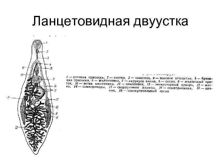 Ланцетовидная двуустка 