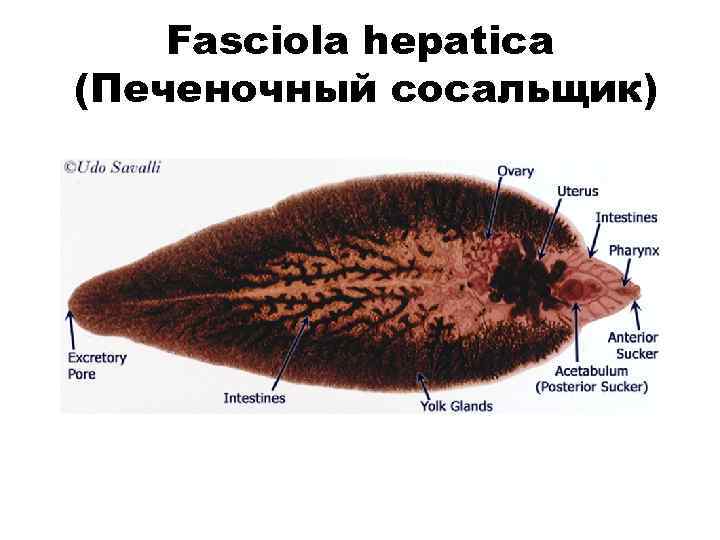 Fasciola hepatica (Печеночный сосальщик) 