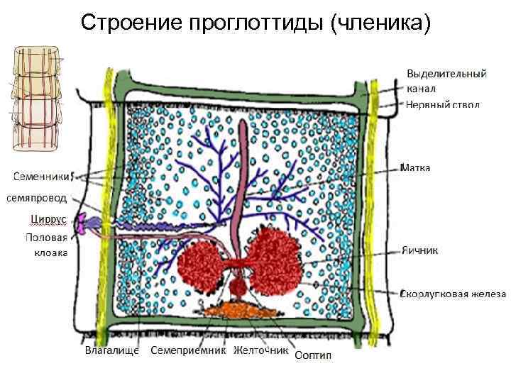 Строение проглоттиды (членика) 