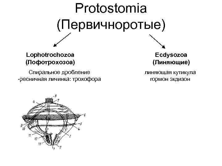 Protostomia (Первичноротые) Lophotrochozoa (Лофотрохозоа) Спиральное дробление -ресничная личинка: трохофора Ecdysozoa (Линяющие) линяющая кутикула гормон