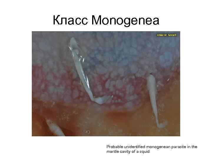 Класс Monogenea Probable unidentified monogenean parasite in the mantle cavity of a squid 