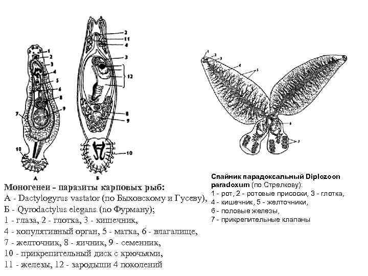 Моногенеи - паразиты карповых рыб: А - Dactylogyrus vastator (по Быховскому и Гусеву), Б