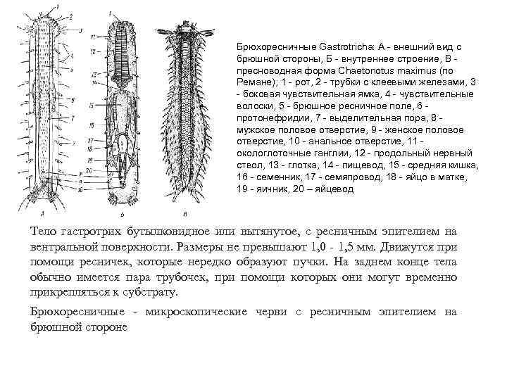 Брюхоресничные Gastrotricha: А - внешний вид с брюшной стороны, Б - внутреннее строение, В