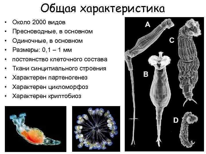 Общая характеристика • • • Около 2000 видов Пресноводные, в основном Одиночные, в основном