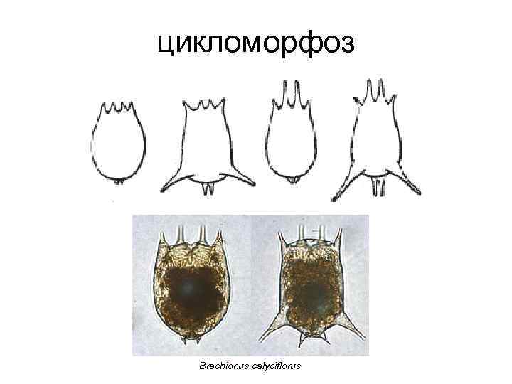 цикломорфоз Brachionus calyciflorus 