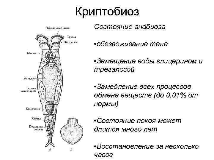 Криптобиоз Состояние анабиоза • обезвоживание тела • Замещение воды глицерином и трегалозой • Замедление