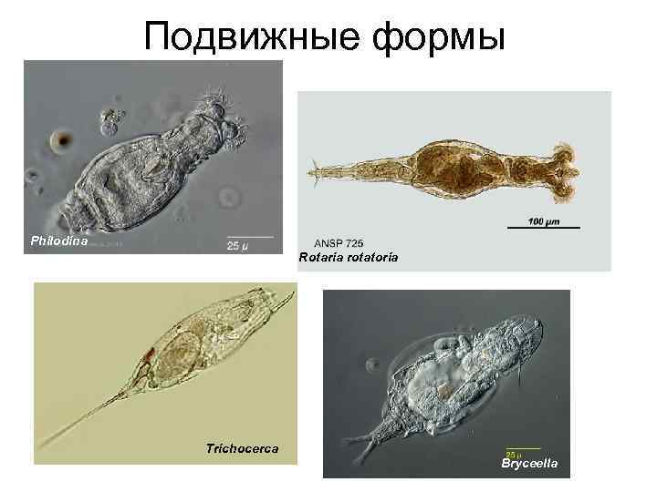 Подвижные формы Philodina Rotaria rotatoria Trichocerca Bryceella 