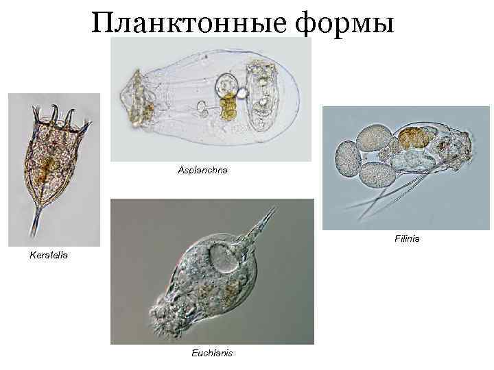 Планктонные формы Asplanchna Filinia Keratella Euchlanis 