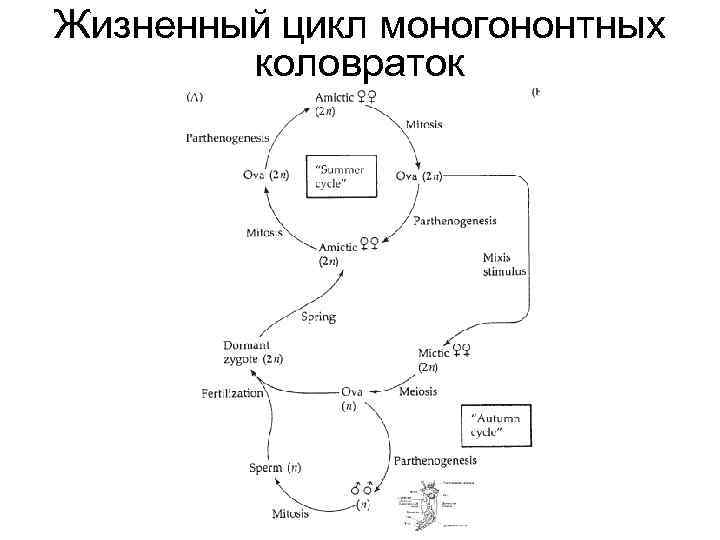 Жизненный цикл моногононтных коловраток 