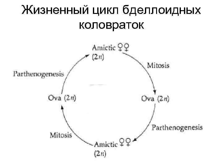 Жизненный цикл бделлоидных коловраток 