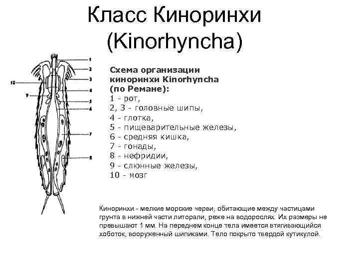 Класс Киноринхи (Kinorhyncha) Схема организации киноринхи Kinorhyncha (по Ремане): 1 - рот, 2, 3