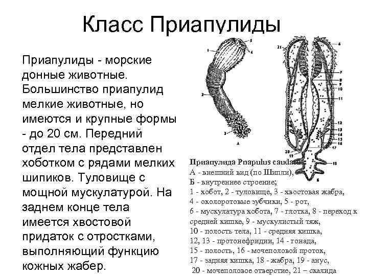 Класс Приапулиды - морские донные животные. Большинство приапулид мелкие животные, но имеются и крупные