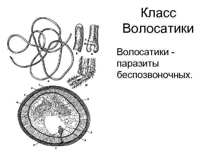 Класс Волосатики паразиты беспозвоночных. 