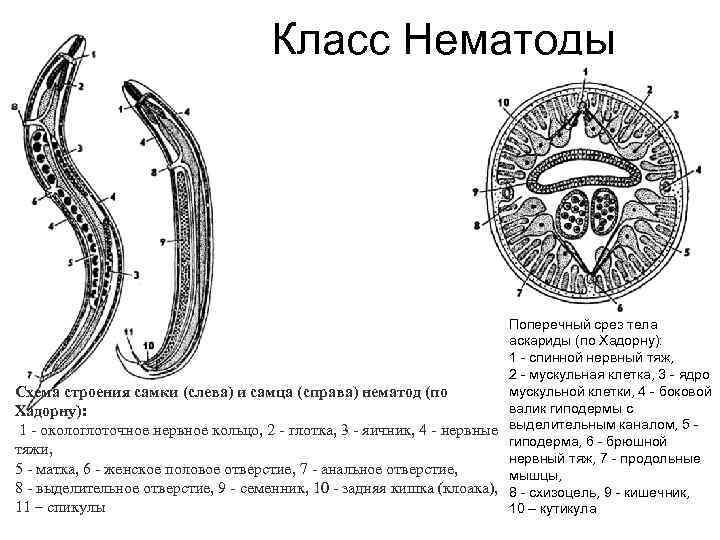 Класс Нематоды Поперечный срез тела аскариды (по Хадорну): 1 - спинной нервный тяж, 2