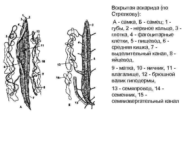 Вскрытая аскарида (по Стрелкову): А - самка, Б - самец; 1 губы, 2 -