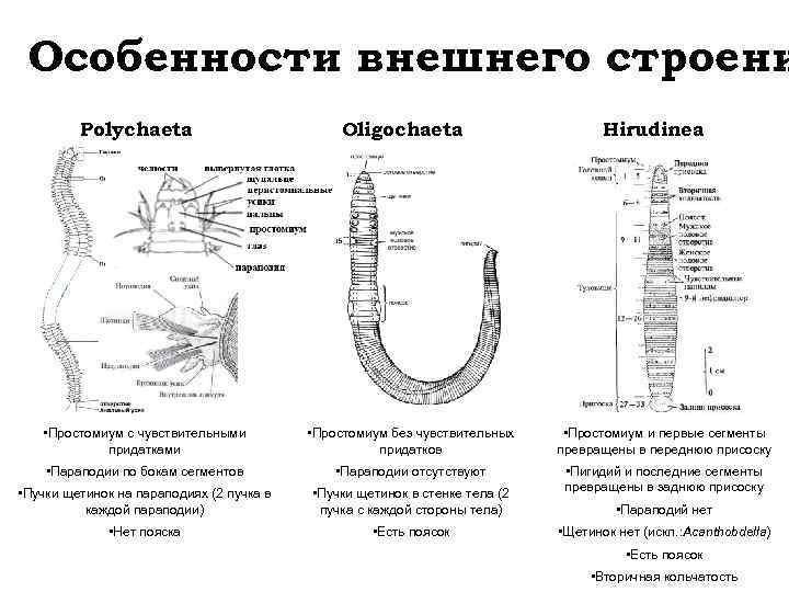 Особенности внешнего строени Polychaeta Oligochaeta Hirudinea • Простомиум с чувствительными придатками • Простомиум без