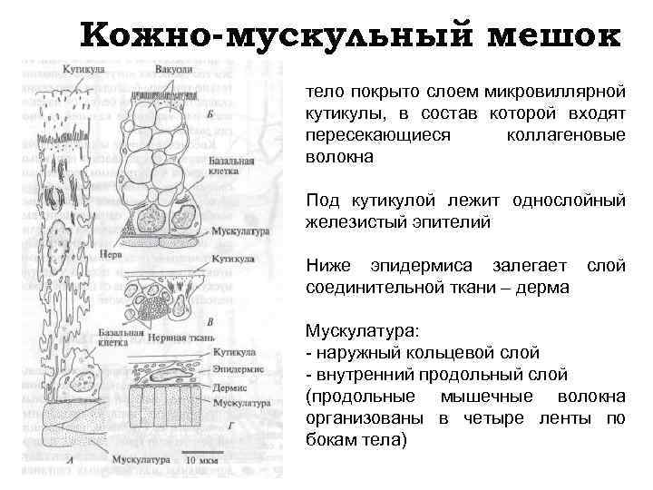 Кожно-мускульный мешок тело покрыто слоем микровиллярной кутикулы, в состав которой входят пересекающиеся коллагеновые волокна