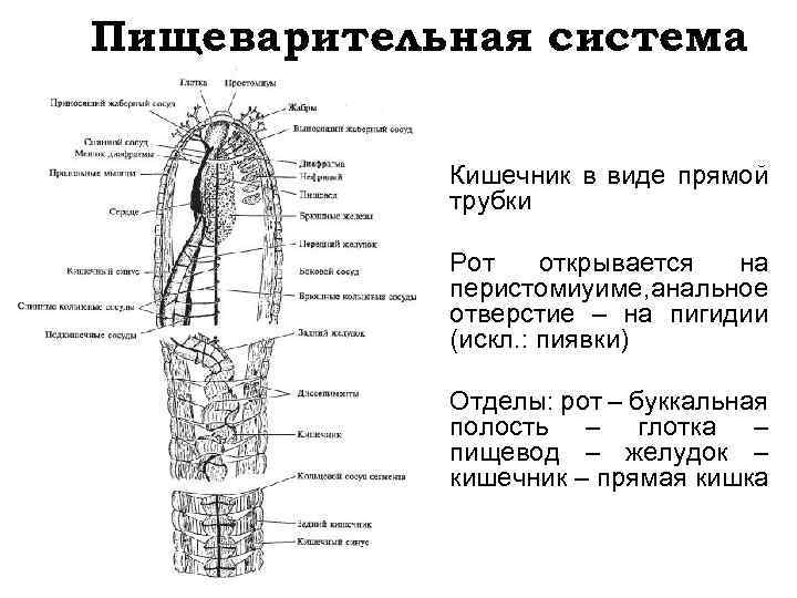 Пищеварительная система • Кишечник в виде прямой трубки • Рот открывается на перистомиуиме, анальное