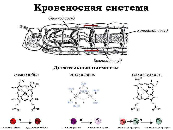 Кровеносная система Спинной сосуд Кольцевой сосуд брюшной сосуд Дыхательные пигменты гемоглобин Fe оксигемоглобин Fe