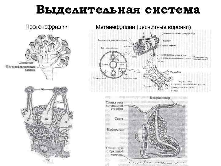 Эволюция выделительной системы у животных схема