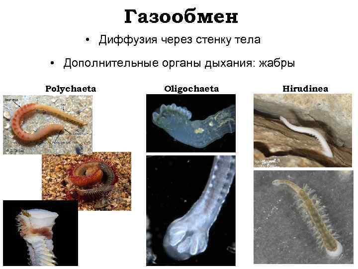 Газообмен • Диффузия через стенку тела • Дополнительные органы дыхания: жабры Polychaeta Oligochaeta Hirudinea