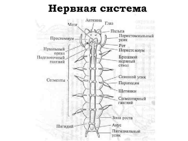 Нервная система 