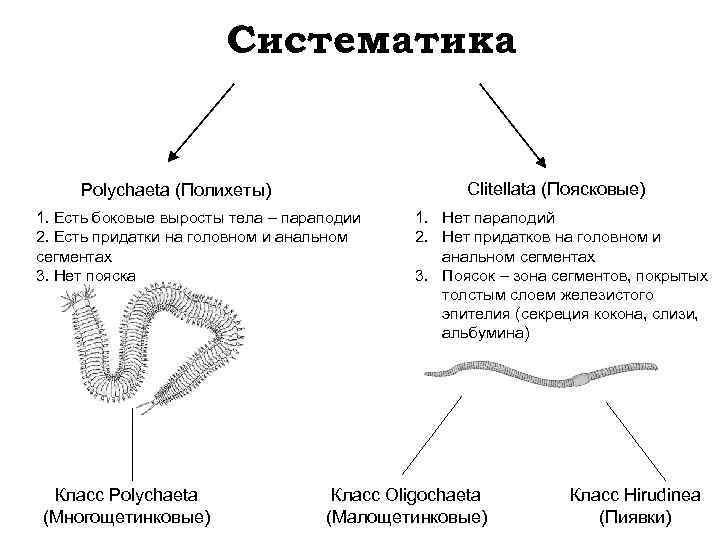 Систематические группы кольчатых червей. Систематика кольчатых червей таблица. Поясковые черви (Clitellata). Систематика кольчатых червей. Систематика многощетинковых червей.