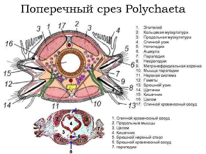 Поперечный срез Polychaeta 1. 2. 3. 4. 5. 6. 7. 8. 9. 10. 11.