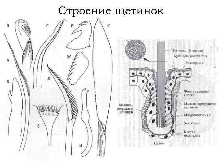 Строение щетинок 