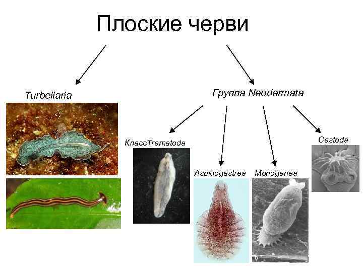 Плоские черви Группа Neodermata Turbellaria Cestoda Класс. Trematoda Aspidogastrea Monogenea 