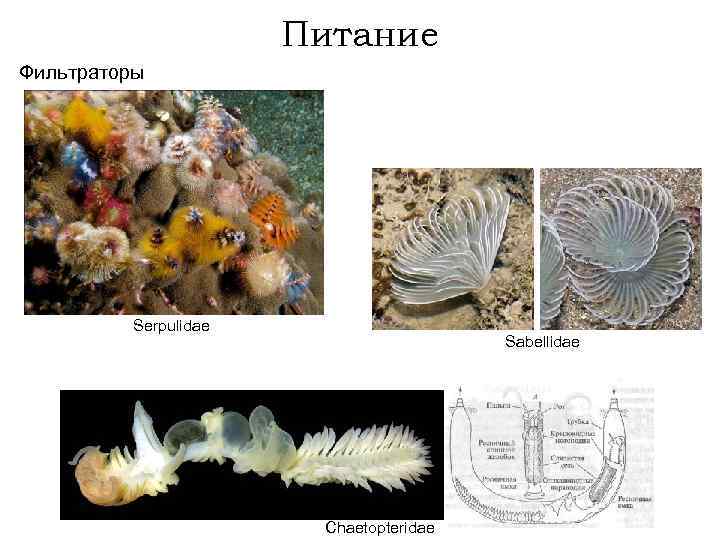 Питание Фильтраторы Serpulidae Sabellidae Chaetopteridae 