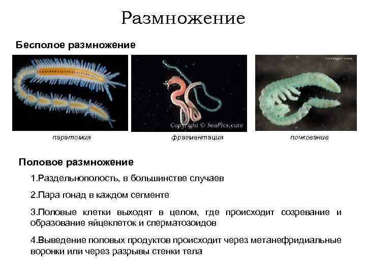 Размножение Бесполое размножение паратомия фрагментация почкование Половое размножение 1. Раздельнополость, в большинстве случаев 2.