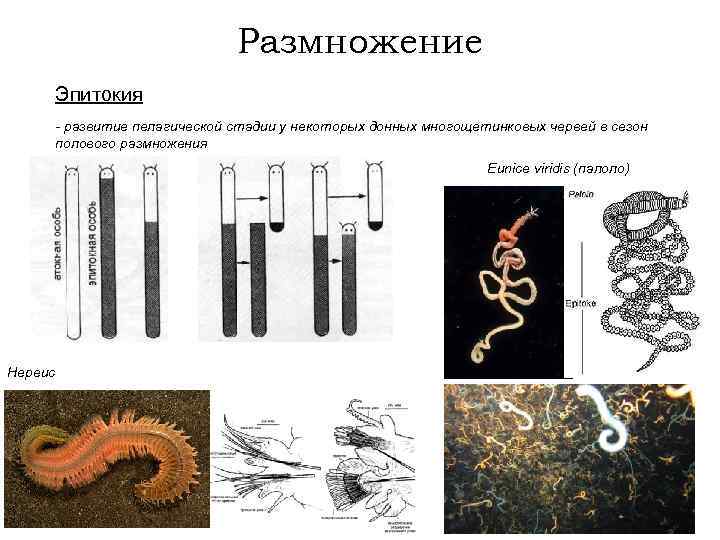 Размножение Эпитокия - развитие пелагической стадии у некоторых донных многощетинковых червей в сезон полового