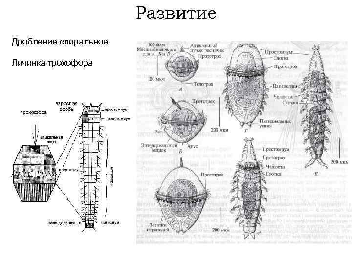 Развитие Дробление спиральное Личинка трохофора 