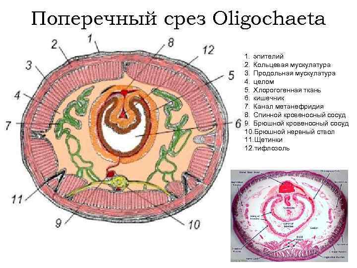 Поперечный срез Oligochaeta 1. эпителий 2. Кольцевая мускулатура 3. Продольная мускулатура 4. целом 5.