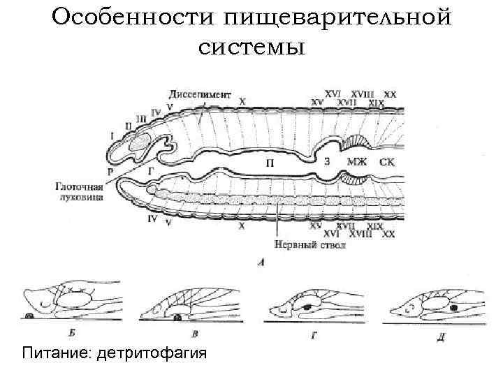 Особенности пищеварительной системы Питание: детритофагия 