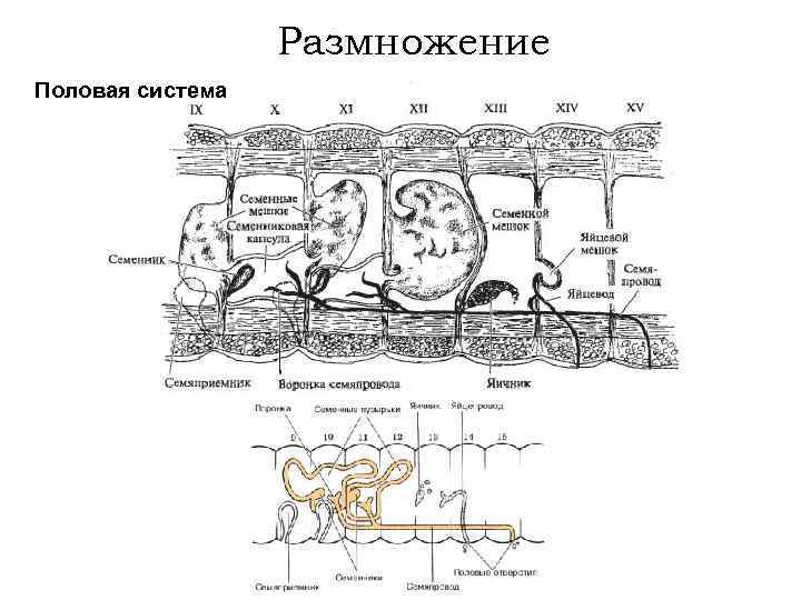 Размножение Половая система 