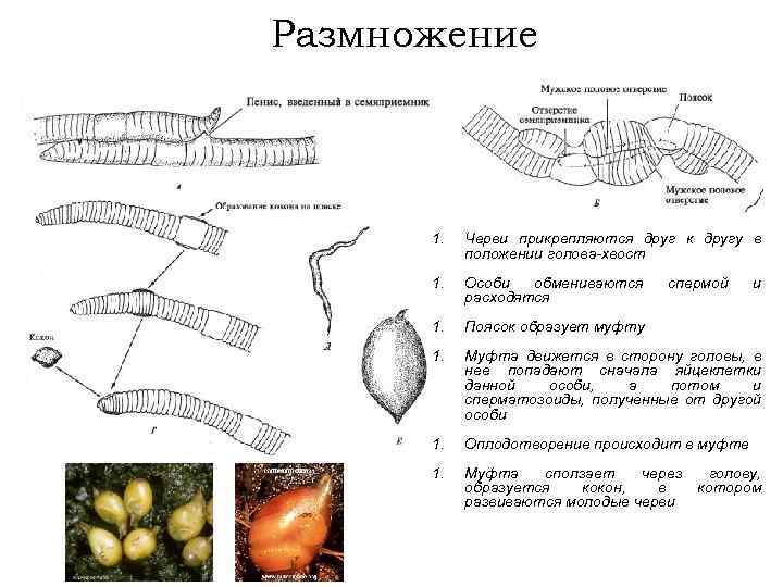 Размножение 1. Черви прикрепляются друг к другу в положении голова-хвост 1. Особи обмениваются расходятся