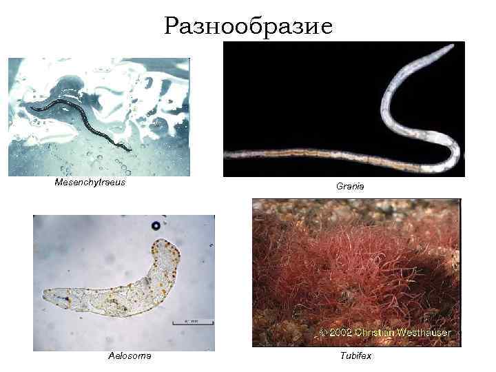 Разнообразие Mesenchytraeus Aelosoma Grania Tubifex 