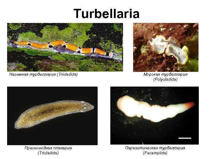 Turbellaria Наземная турбеллярия (Tricladida) Пресноводная планария (Tricladida) Морская турбеллярия (Polycladida) Паразитическая турбеллярия (Fecampiida) 