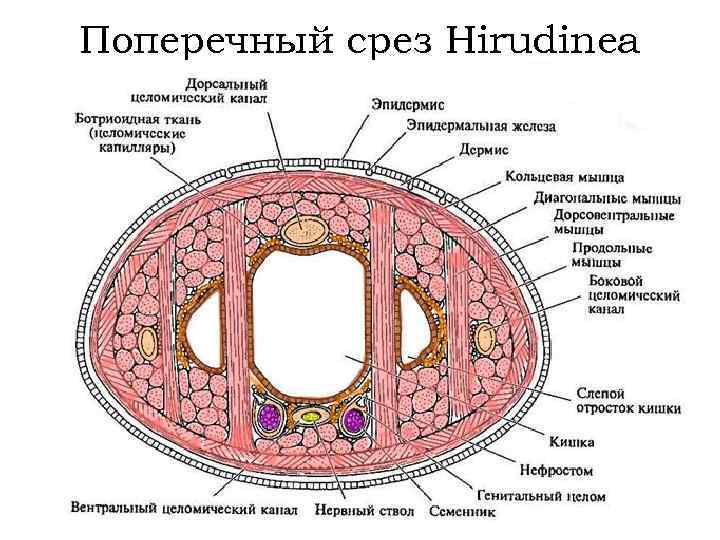 Поперечный срез Hirudinea 