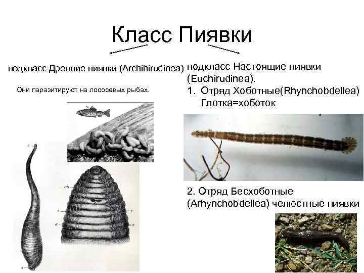 Класс Пиявки подкласс Древние пиявки (Archihirudinea) подкласс Настоящие пиявки Они паразитируют на лососевых рыбах.